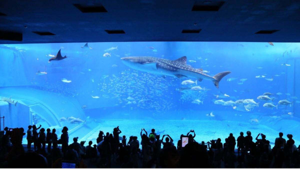 南寧長(zhǎng)江源揭秘水上樂(lè)園和水族館的建筑材料